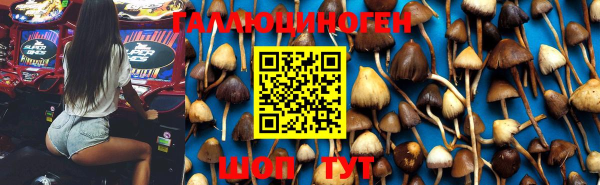 Галлюциногенные грибы Psilocybe Ессентуки